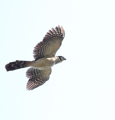 Collared forest falcon